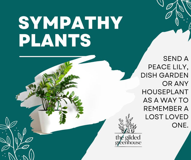 Sympathy Plants