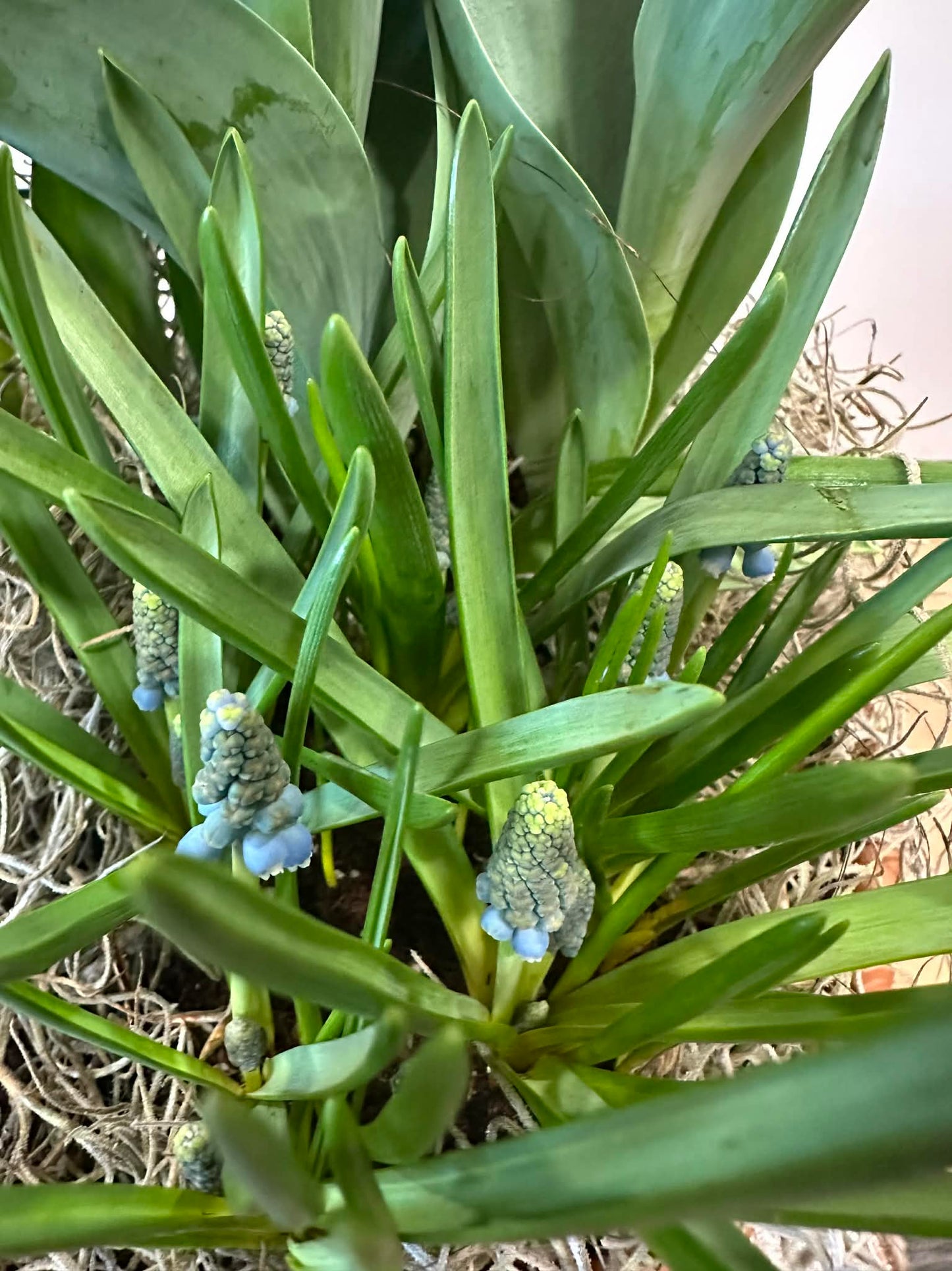 Spring Bulb Garden