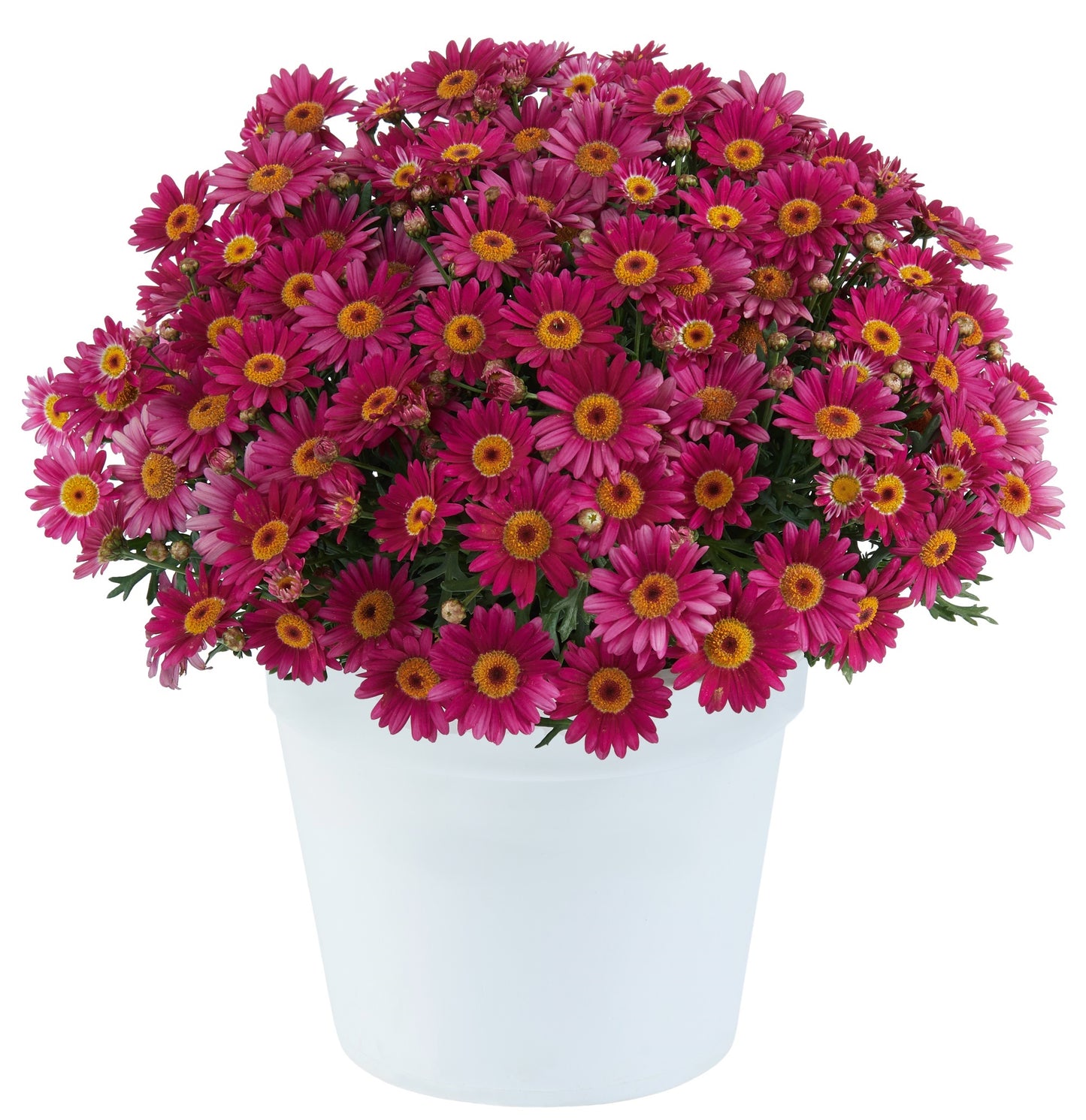 Argyranthemum Lollies Berry Gummy (5" pot)
