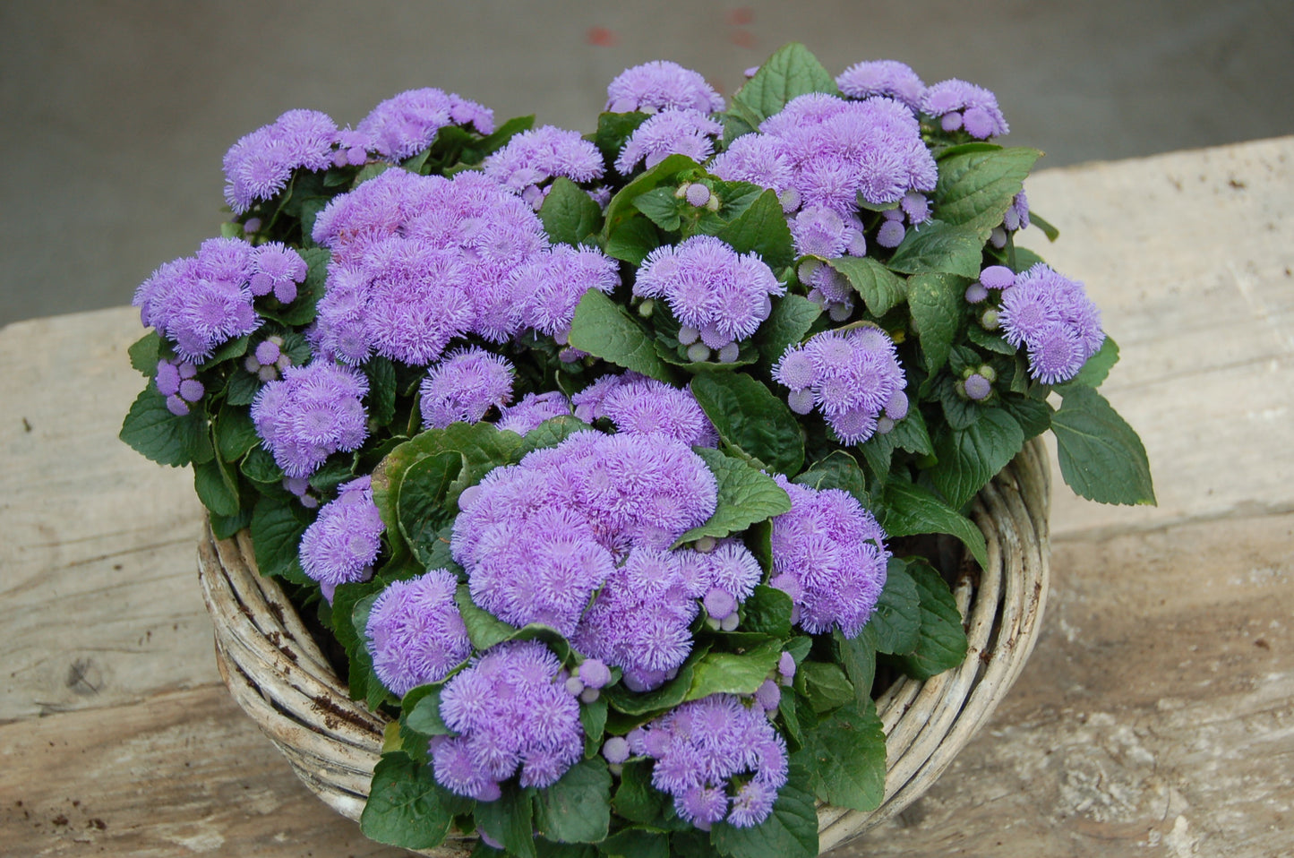 Ageratum Blue (3-pack)