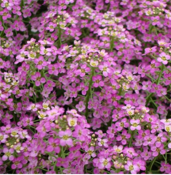 Alyssum Rosie O'day (3-pack)