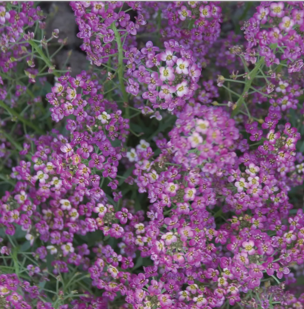 Alyssum Royal Carpet (3-pack)
