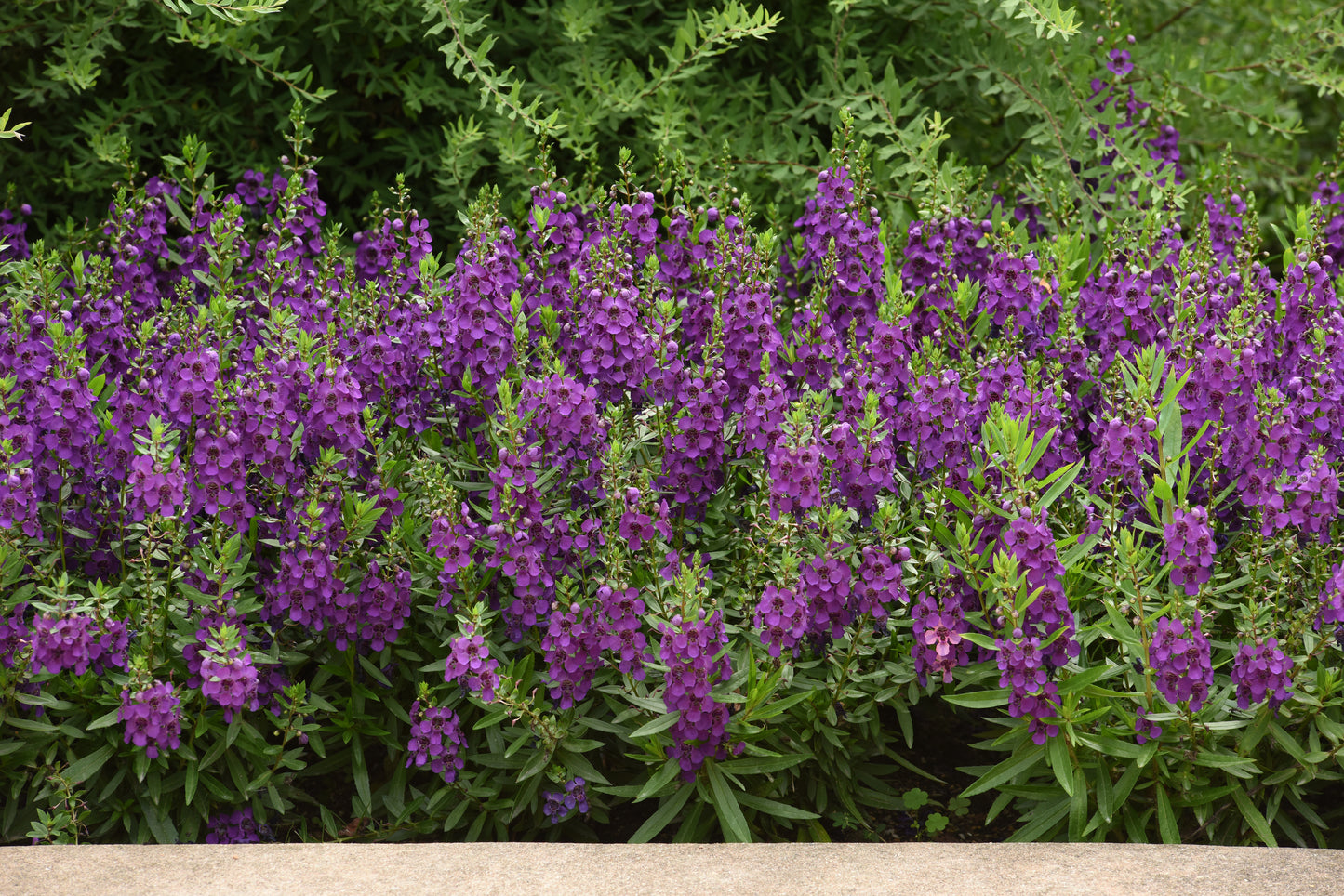 Angelonia Archangel™ Dark Purple (5" pot)