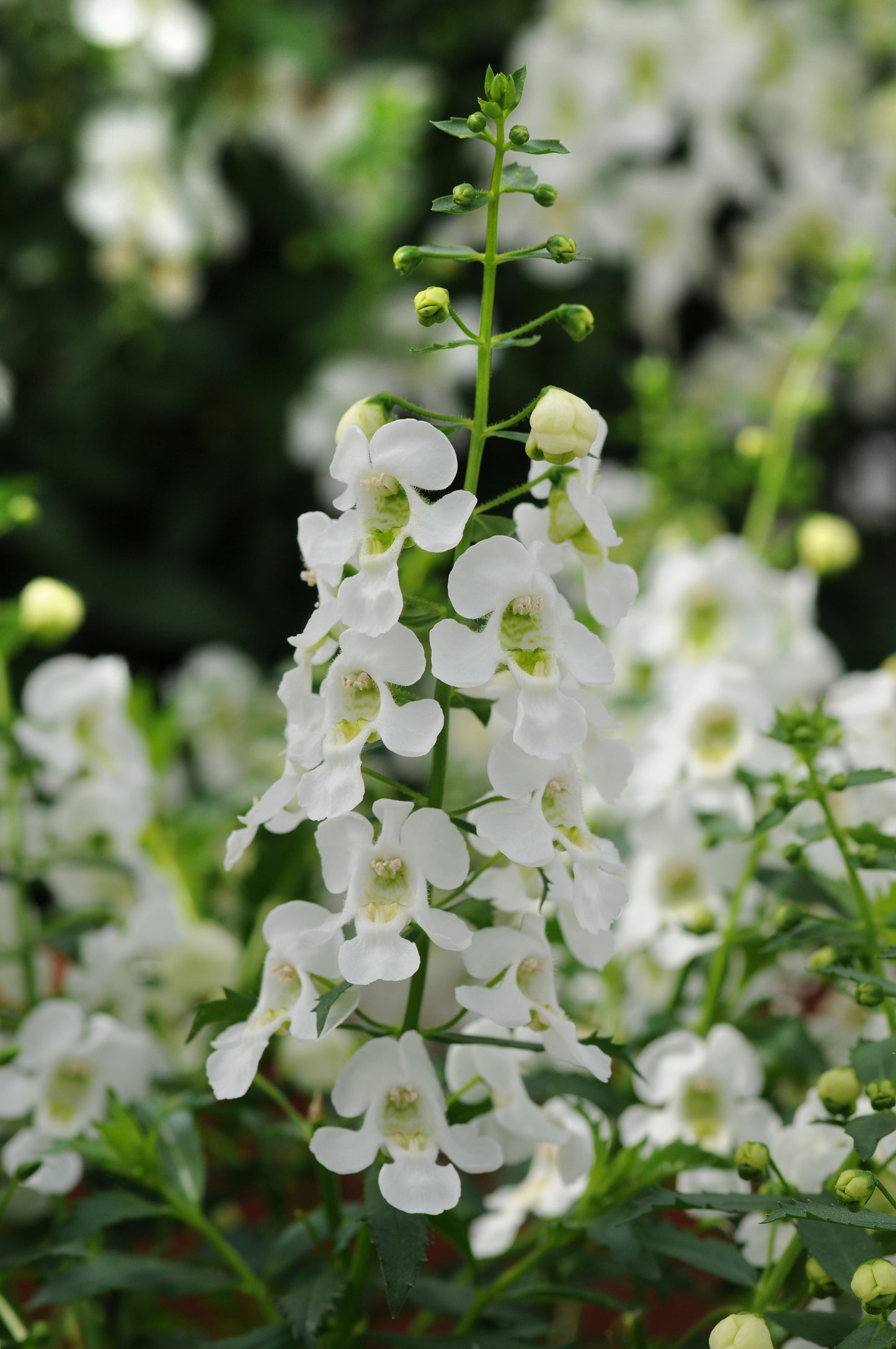 Angelonia Archangel™ White (5" pot)