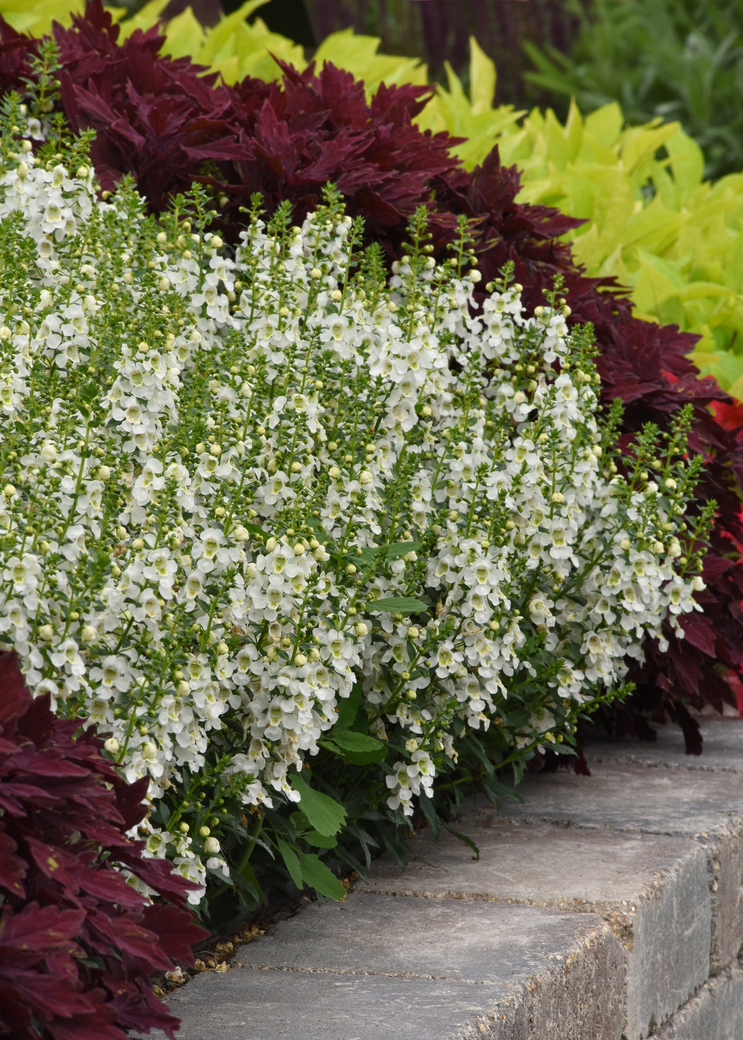 Angelonia Archangel™ White (5" pot)