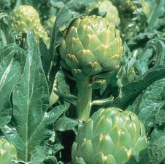 Artichoke Imperial Star (7" orange gallon pot)