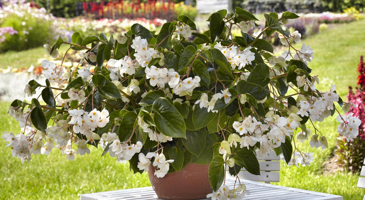 Begonia Dragon Wing White (5" pot)