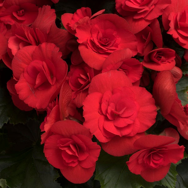 Begonia Barkos Red (6" green pot)