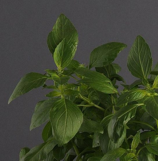 Herb Basil Lemon (3.5" pot)