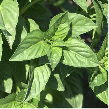 Herb Sweet Basil (3.5" pot)