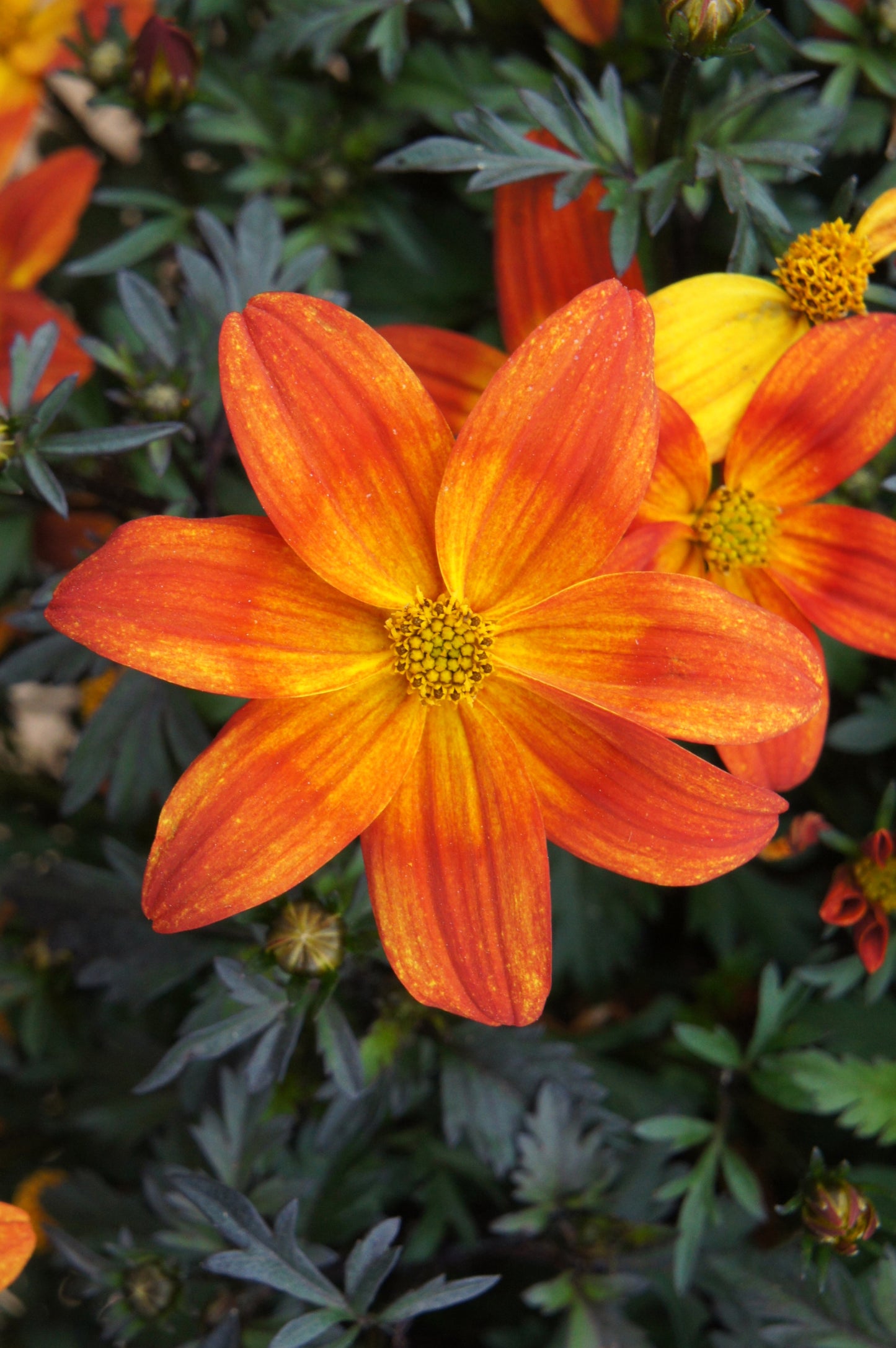 Bidens Bee Alive (5" pot)