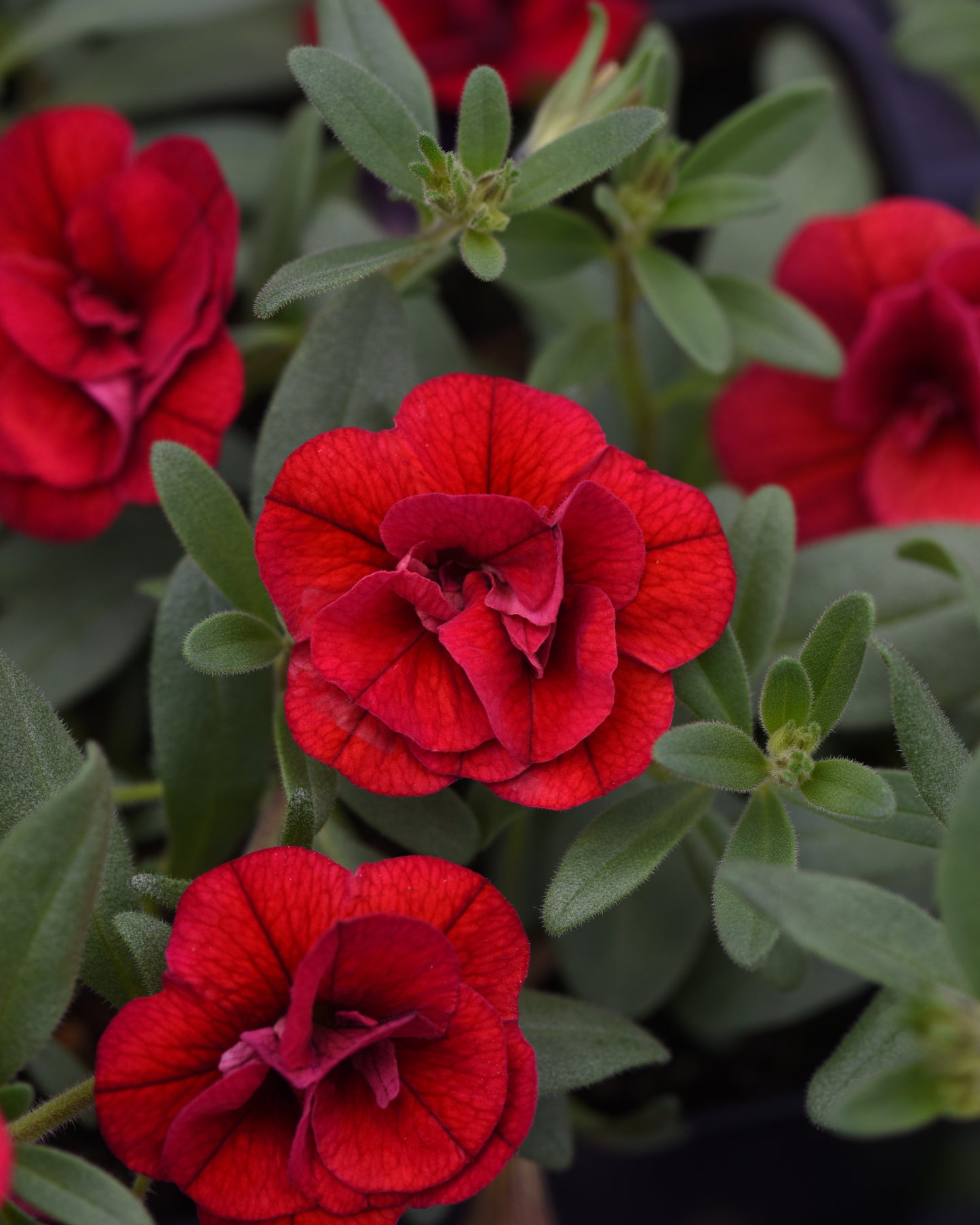 Calibrachoa Minifamous Neo Double Red (5" pot)