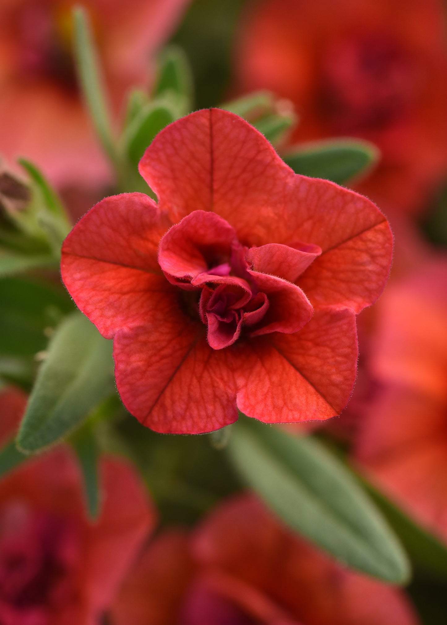 Calibrachoa Minifamous Uno Double Orange (5" pot)