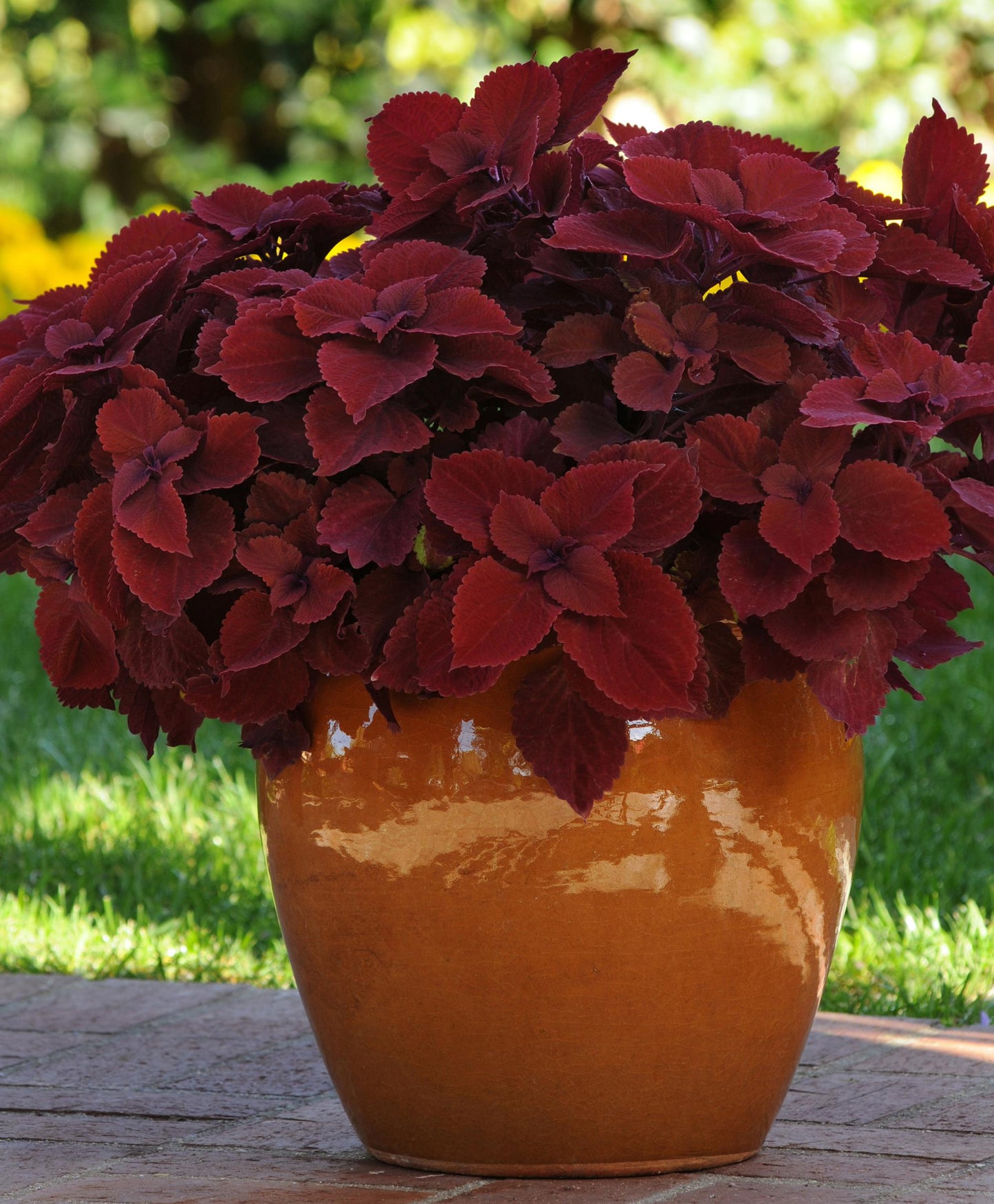 Coleus Volcanica Redhead (5" pot)