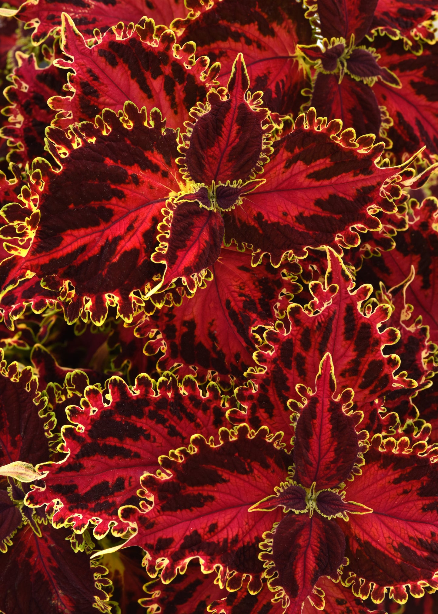 Coleus Volcanica Solar Flare (5" pot)