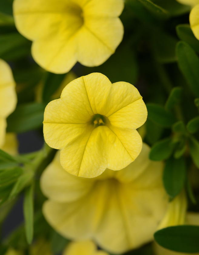 Calibrachoa Minifamous Neo Deep Yellow (5" pot)