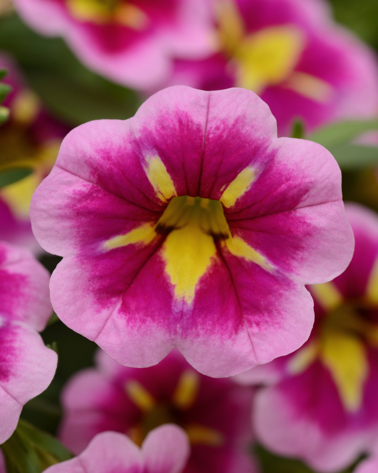 Calibrachoa Bumble Bee Pink (5" pot)