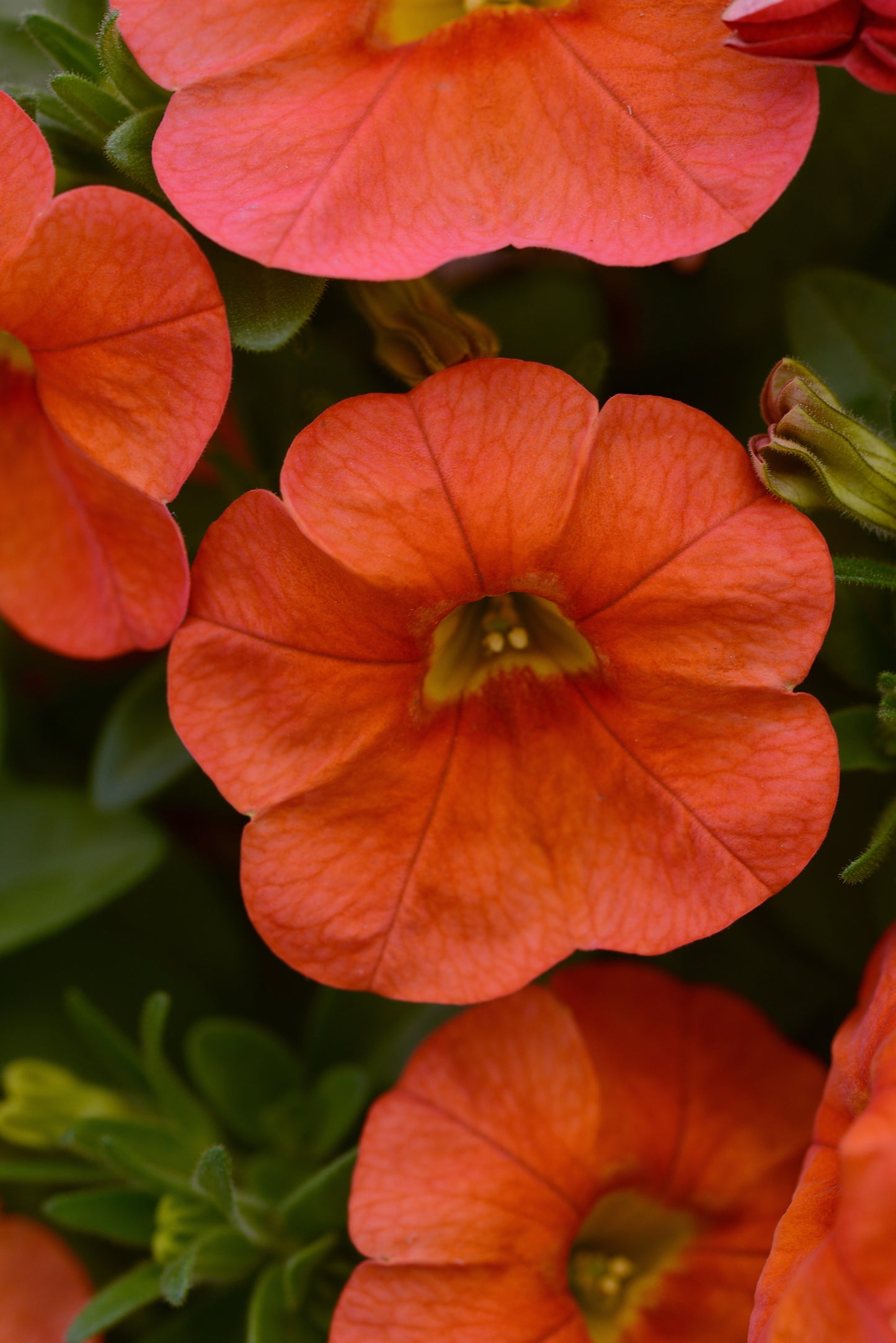 Calibrachoa Cabaret Orange (5" pot)