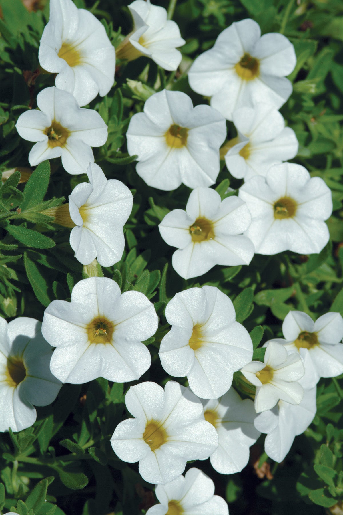 Calibrachoa Cabaret White (5" pot)