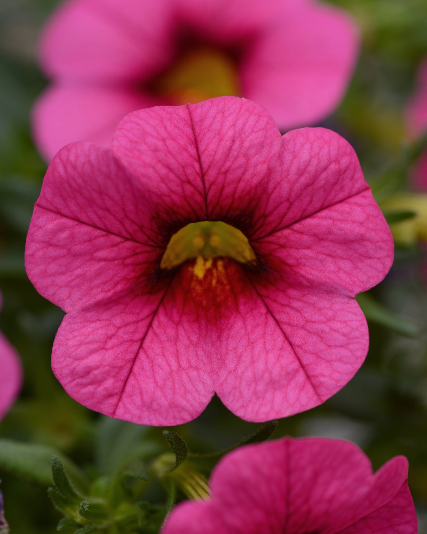 Calibrachoa Conga Rose (5" pot)
