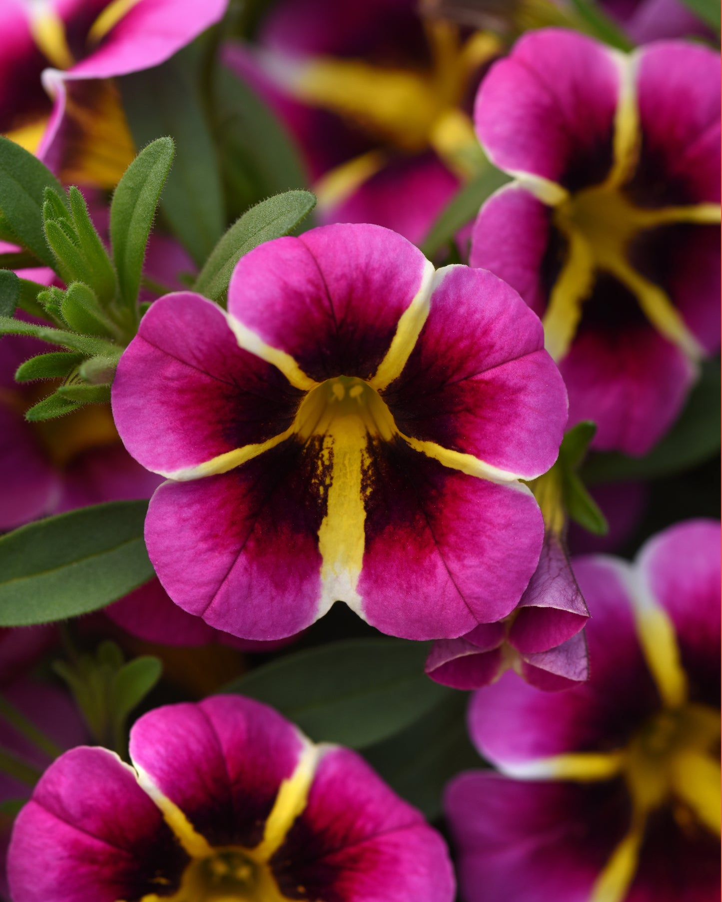 Calibrachoa Minifamous Neo Pink Hawaii (5" pot)