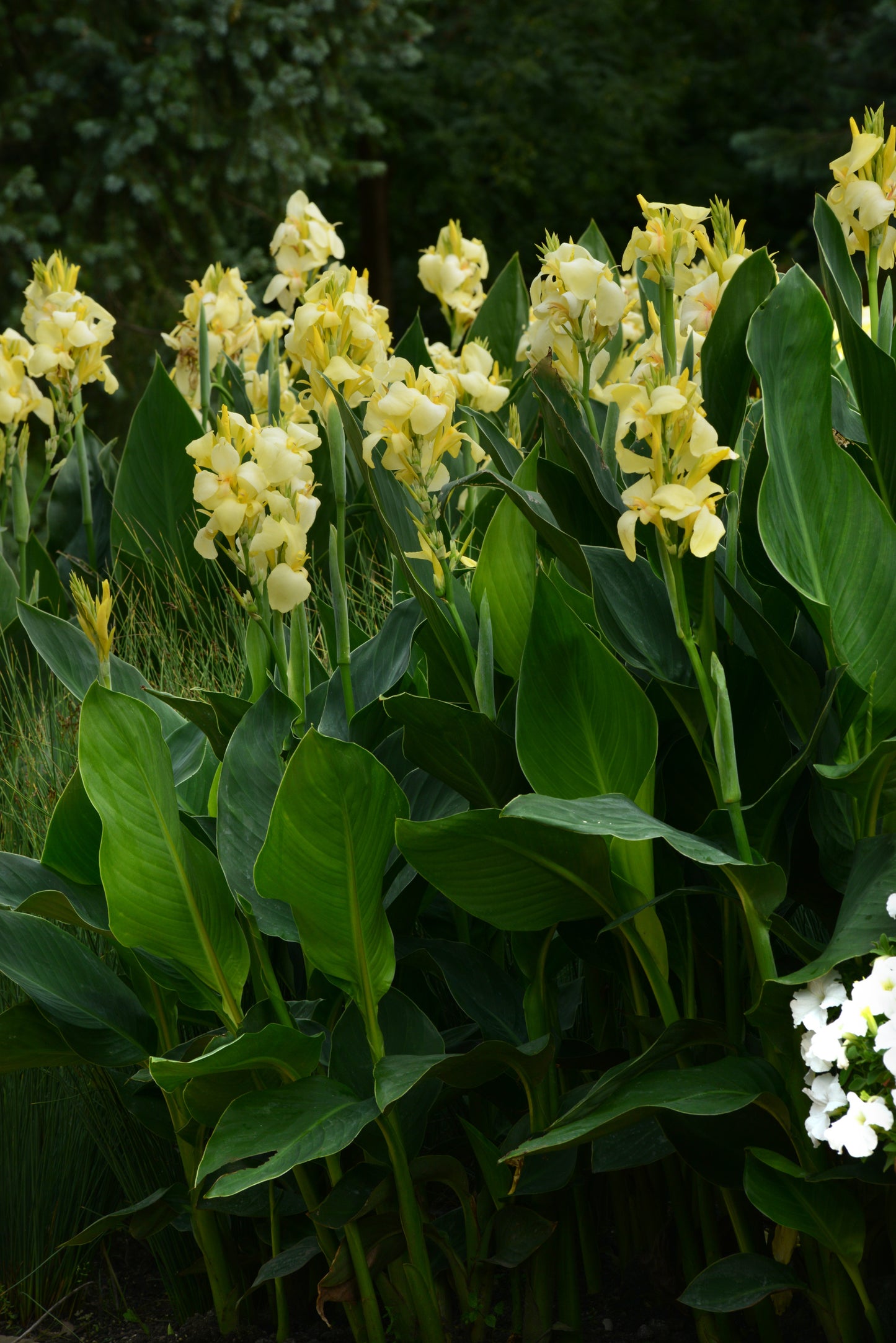Canna Cannova® Yellow (6.5" tall pot)