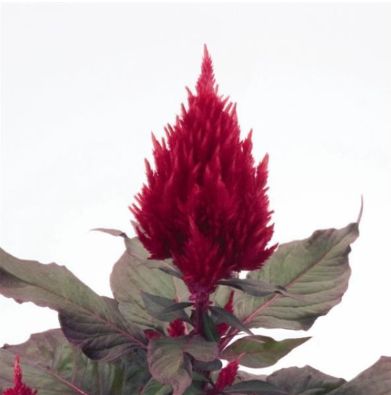 Celosia Smart Look Red (3-pack)