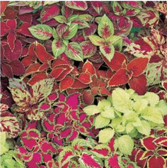 Coleus Fairway Mix (3-pack)