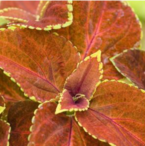 Coleus Fairway Orange (3-pack)