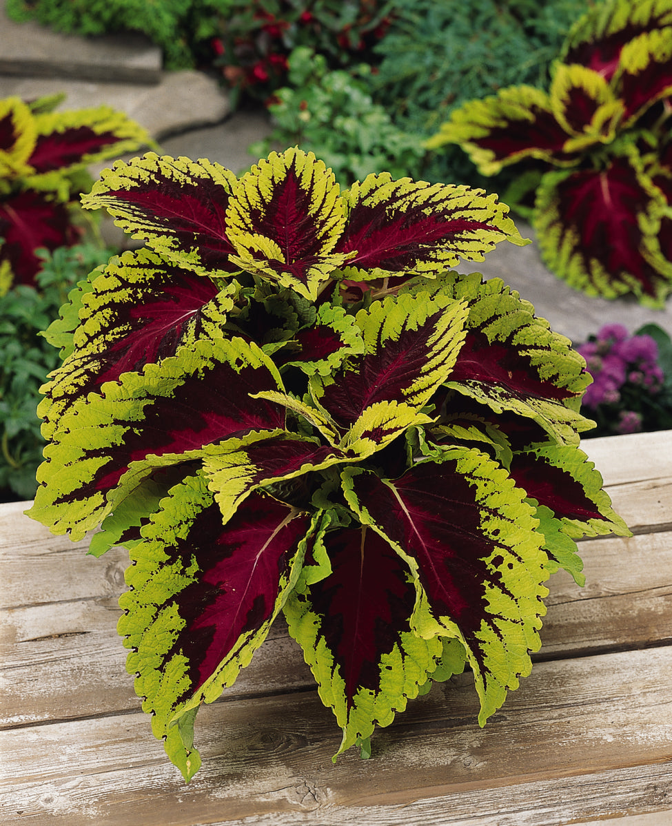 Coleus Kong Rose (5" pot)