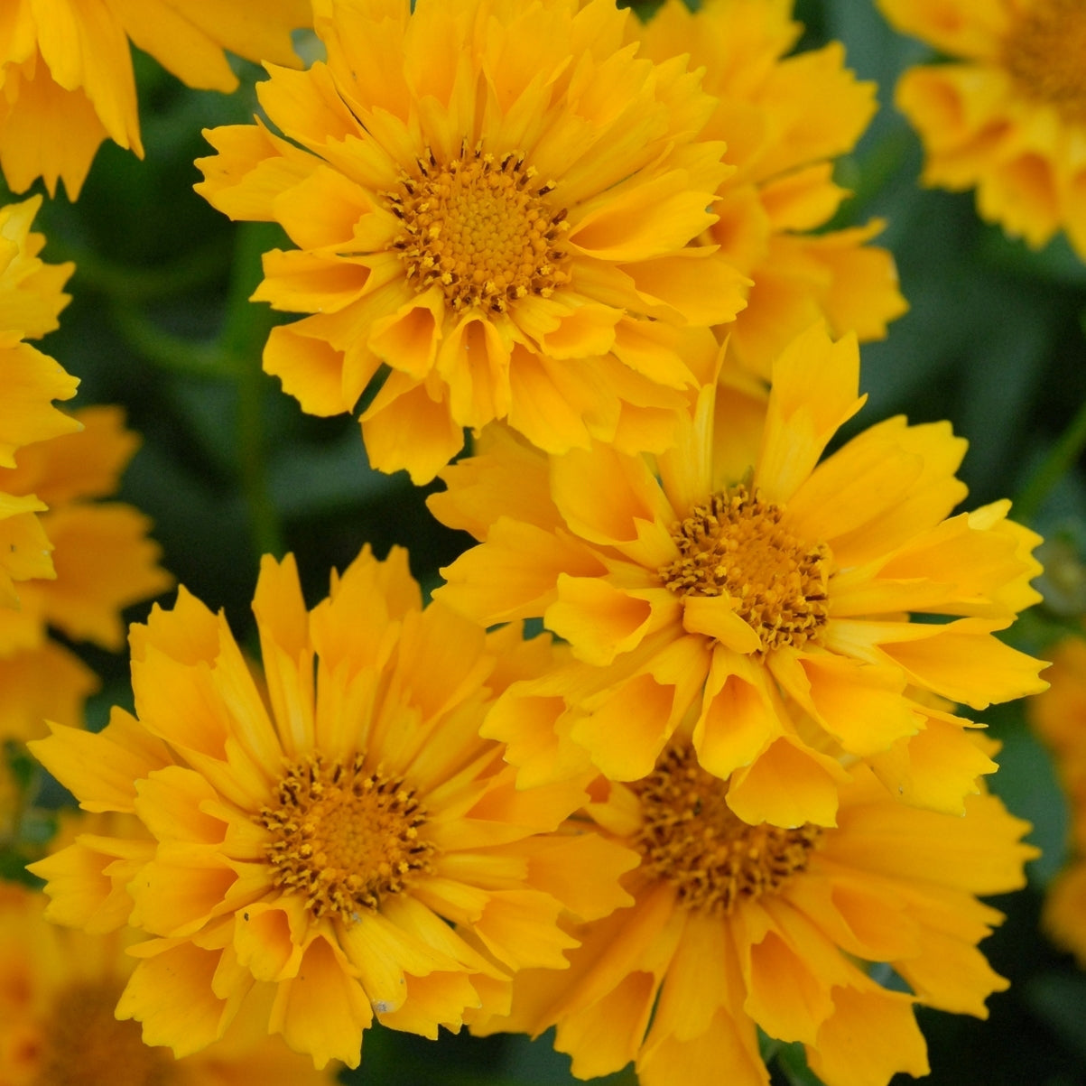 Coreopsis Jethro Tull (6.5" tall pot)