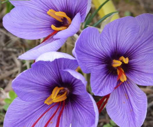 Crocus Bulb - "Sativus"