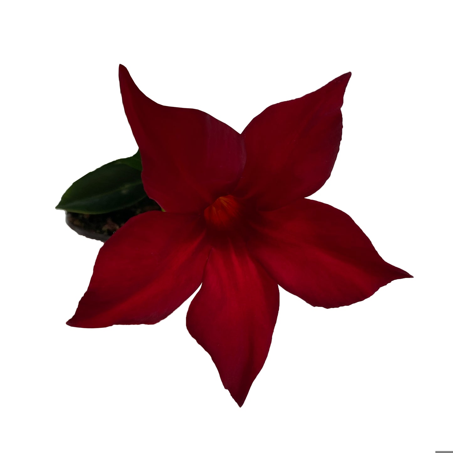 Dipladenia Deep Red (6" orange pot)