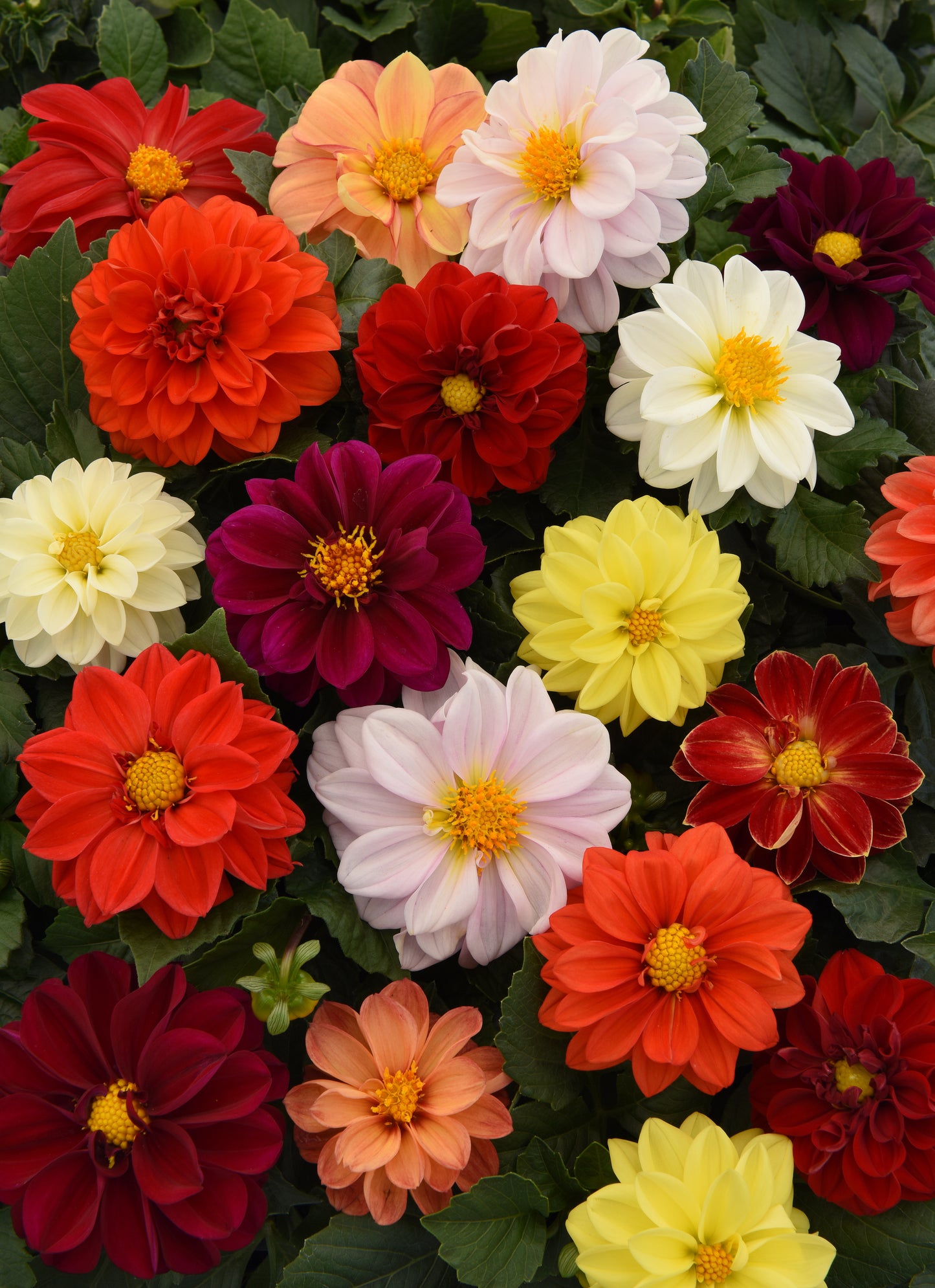 Dahlias Figaro Mix - LARGE (6-pack)