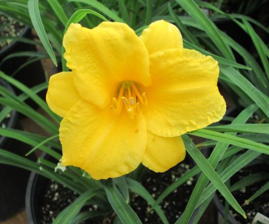 Daylily Stella D'Oro (6.5" tall pot)