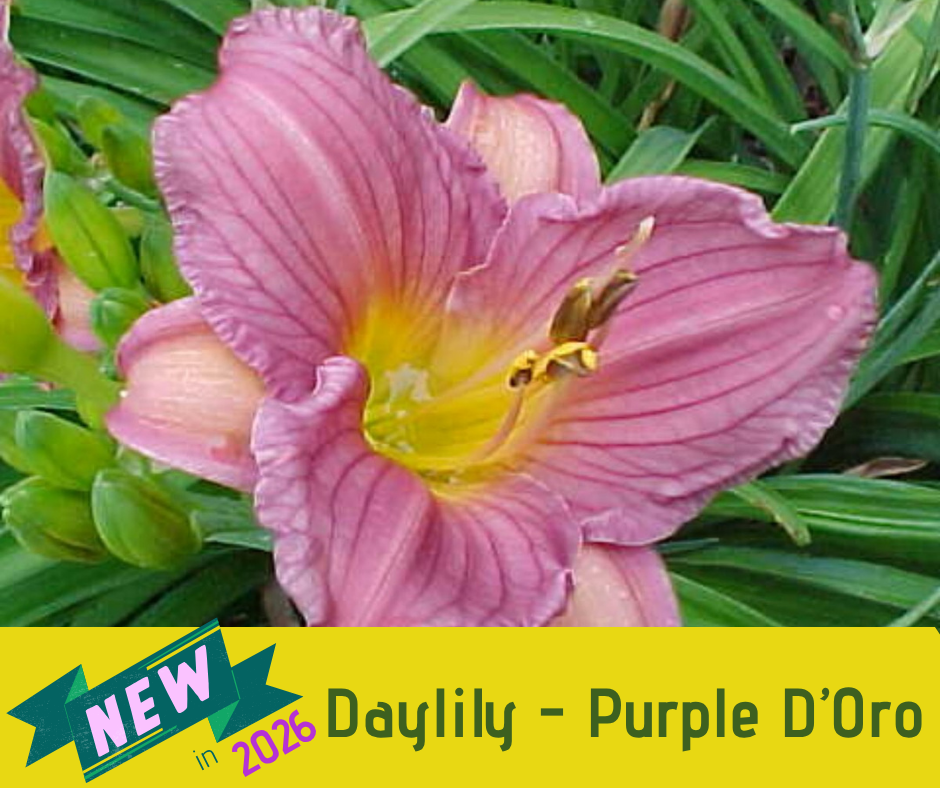 Daylily - Purple D'Oro