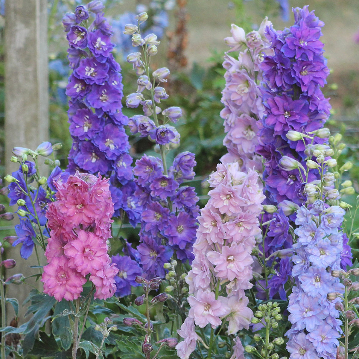 Delphinium New Zealand 'Mini Stars' (6.5" tall pot)