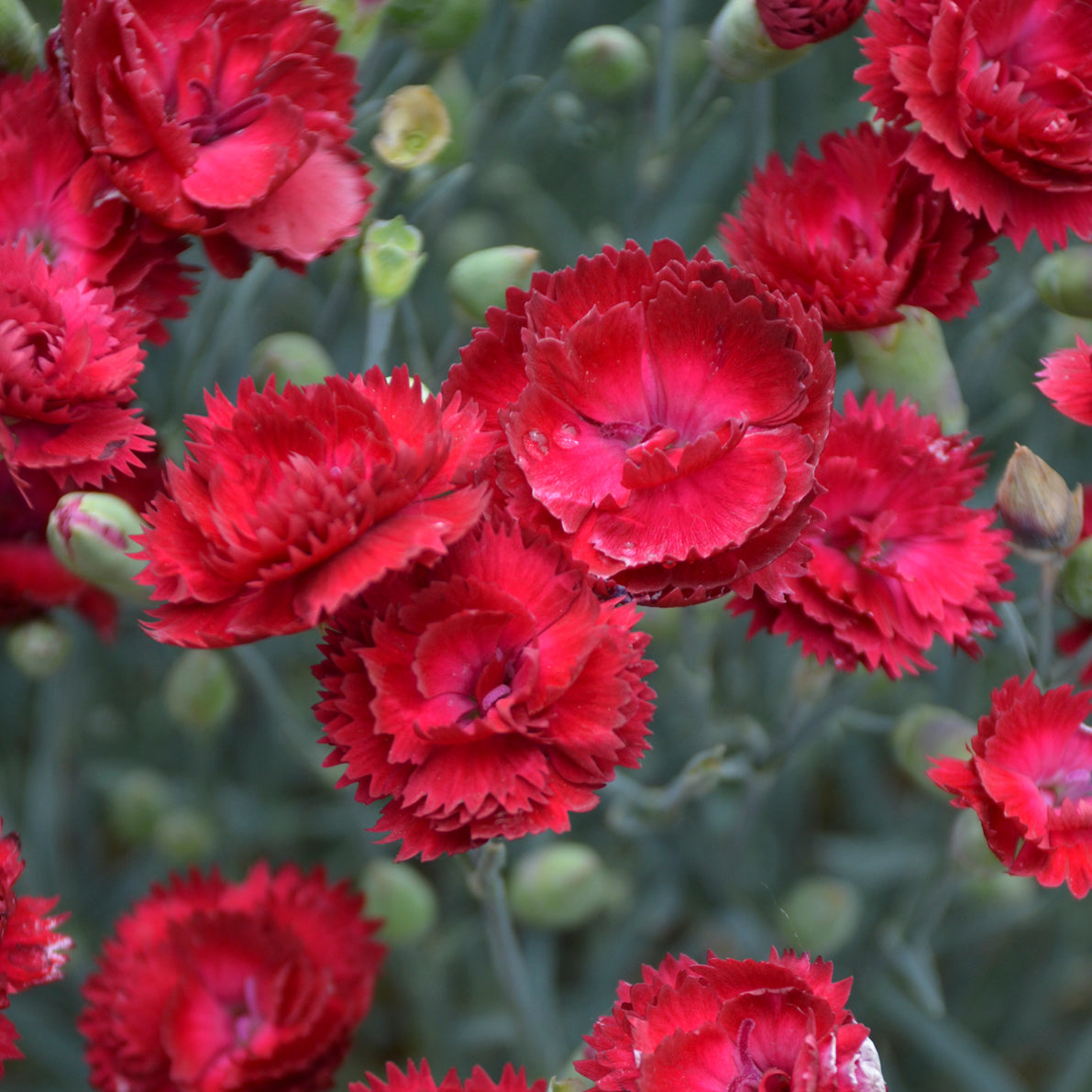 Dianthus Electric Red (6.5" tall pot)