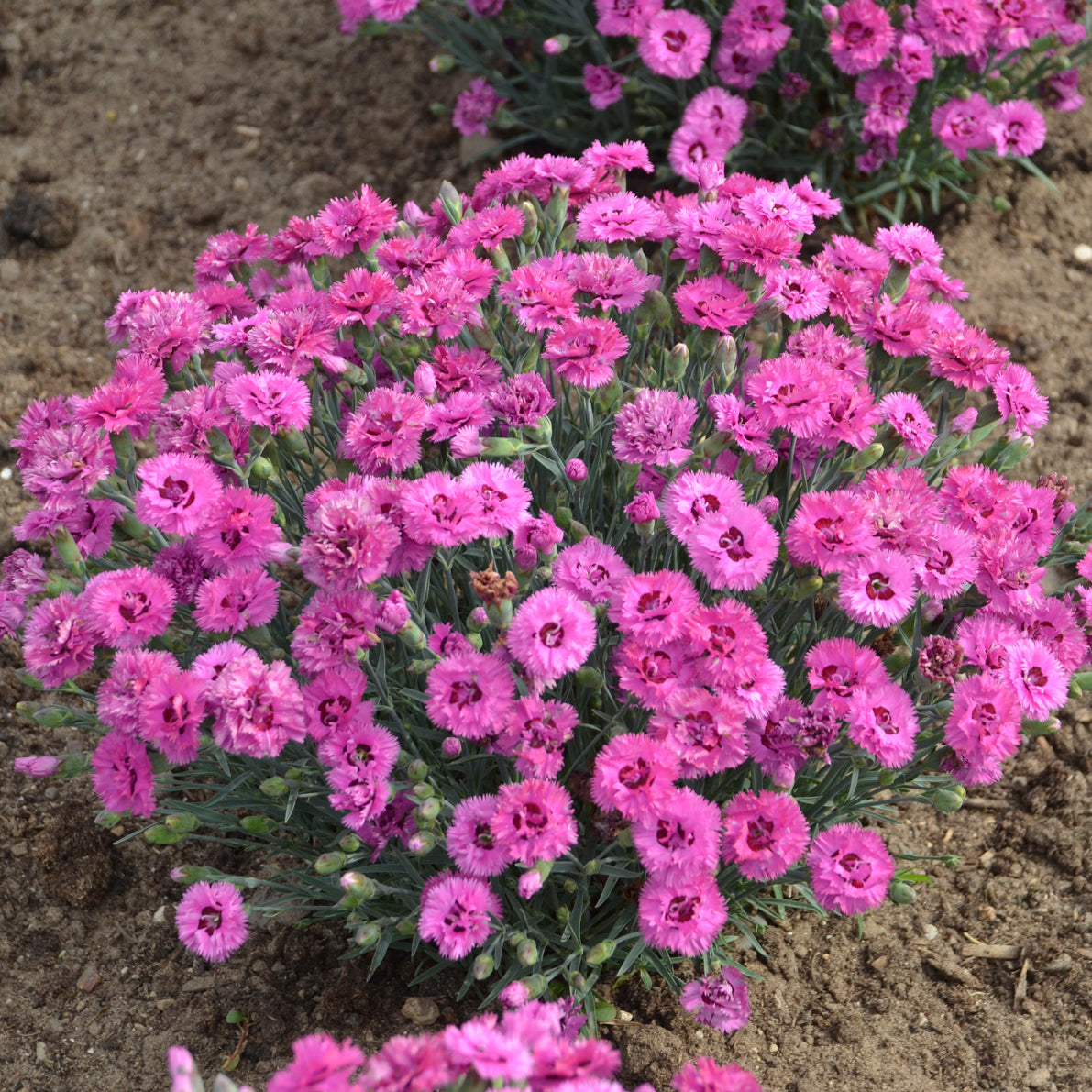 Dianthus - Goody Gumdrops