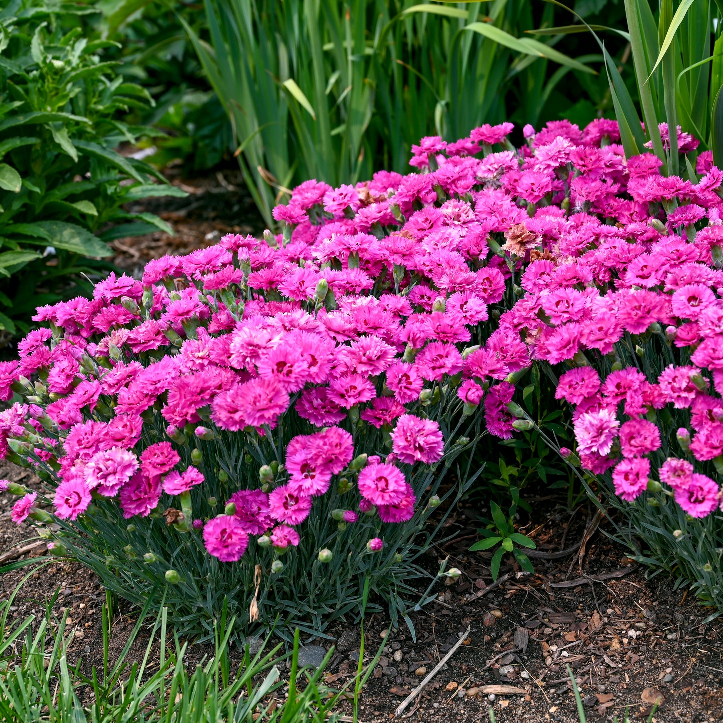 Dianthus - Goody Gumdrops