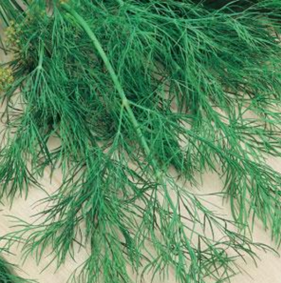 Herb Dill (3.5" pot)