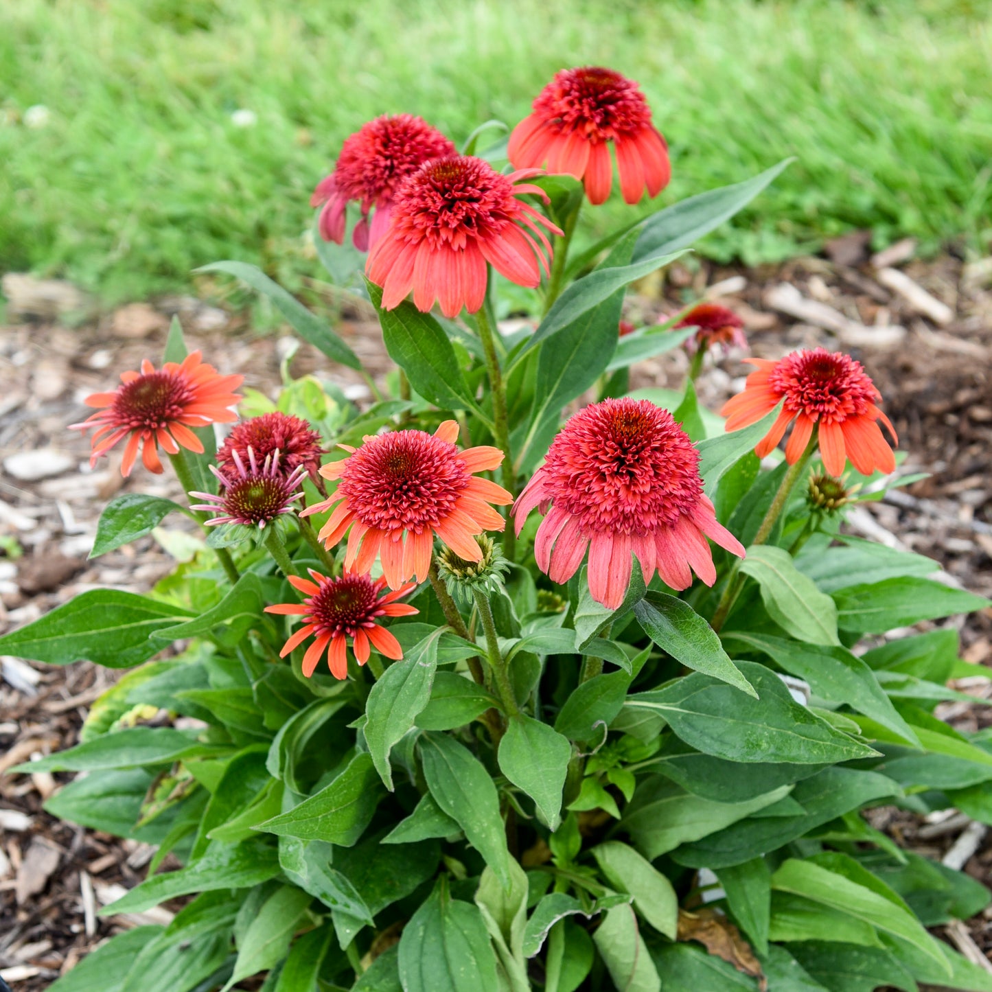 Echinacea - Jam Berry
