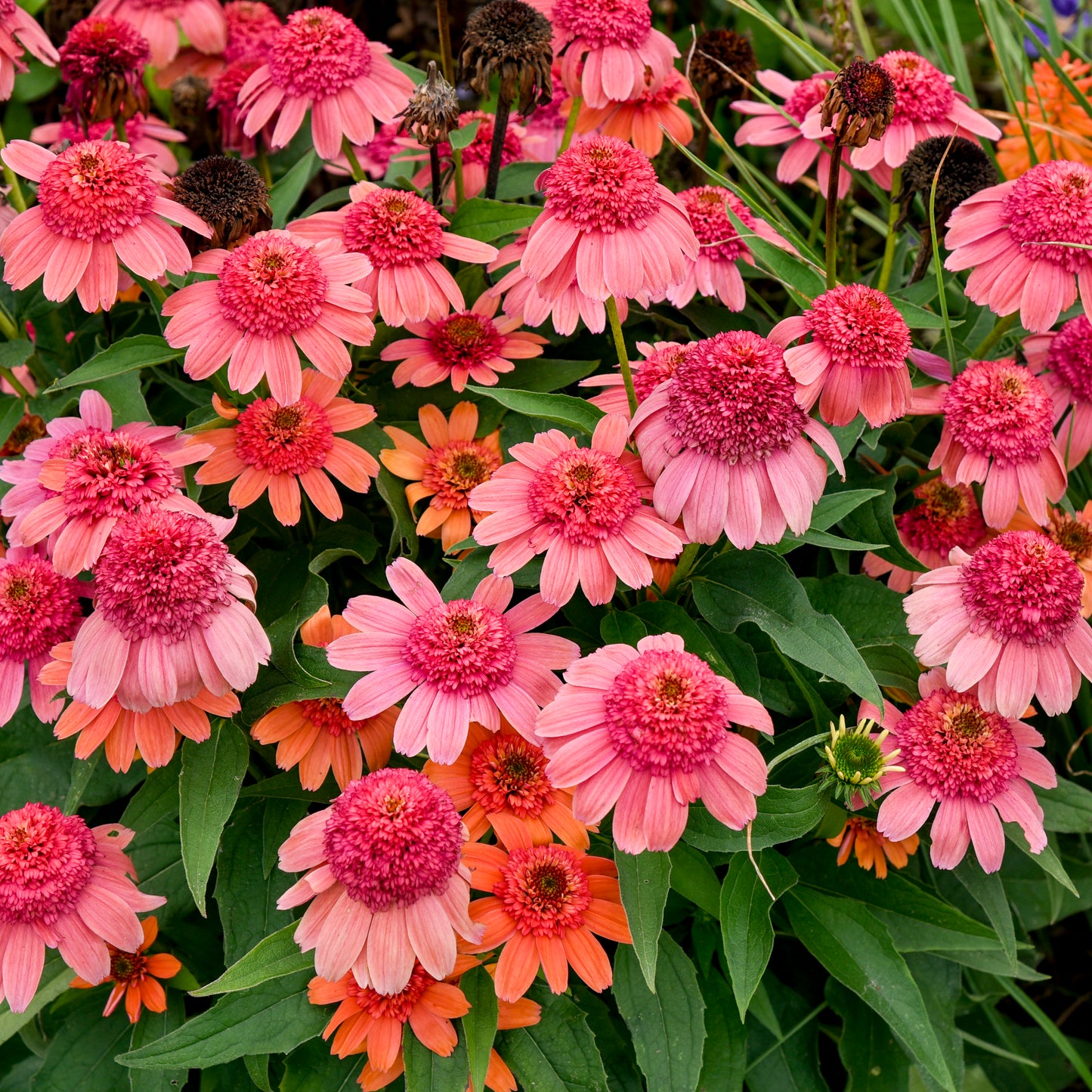 Echinacea Rainbow Sherbert (6.5" tall pot)