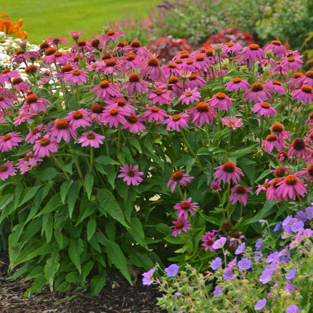 Echinacea PowWow Wild Berry (6.5" tall pot)