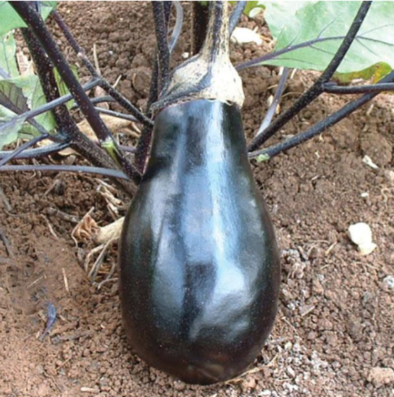 Eggplant Black Beauty (3-pack)