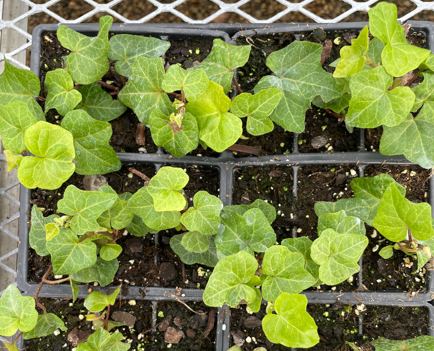 English Ivy (3.5" square pot)