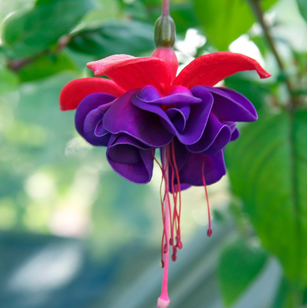 Fuchsia Dark Eyes (12" Hanging Basket)