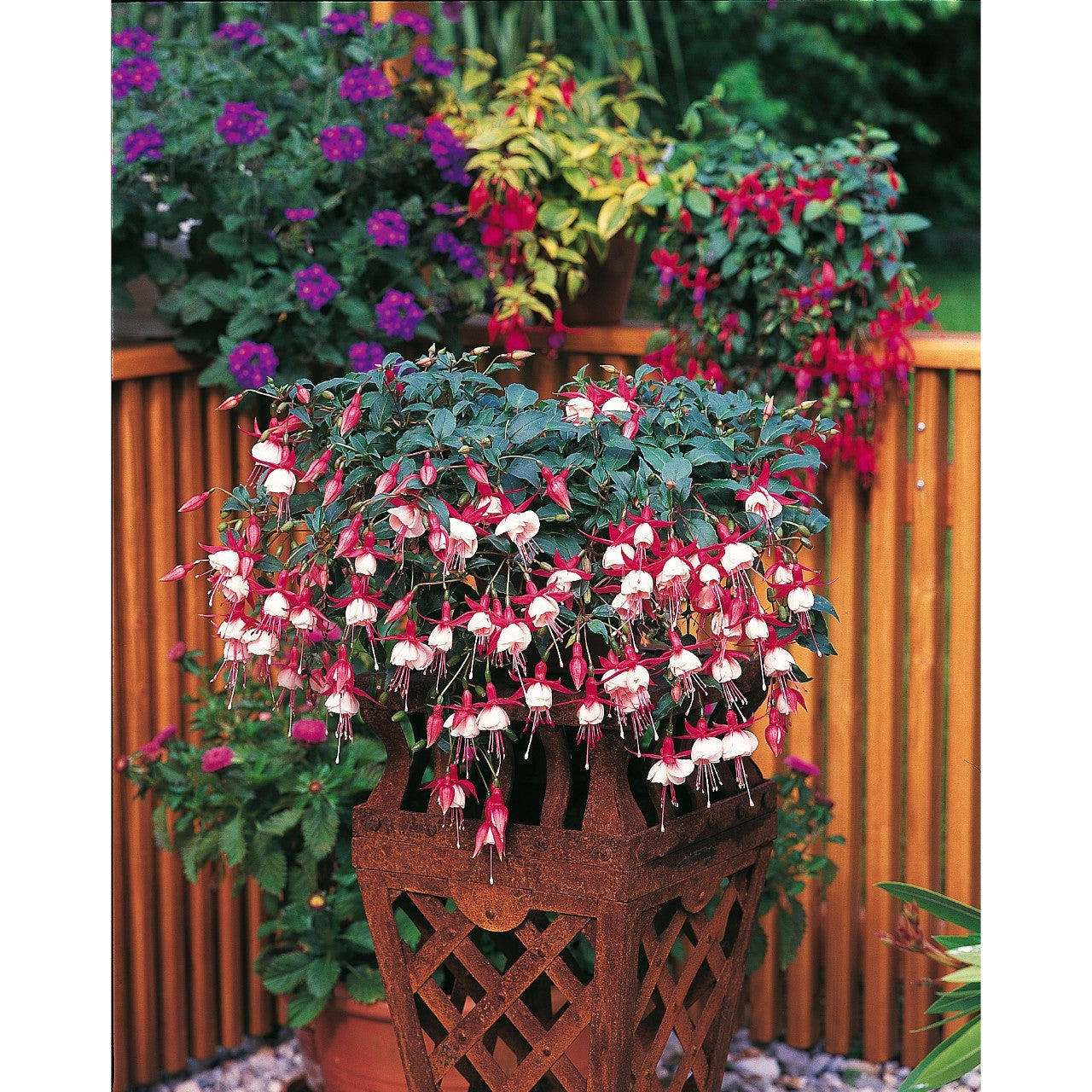 Fuchsia Swingtime (10" Hanging Basket)