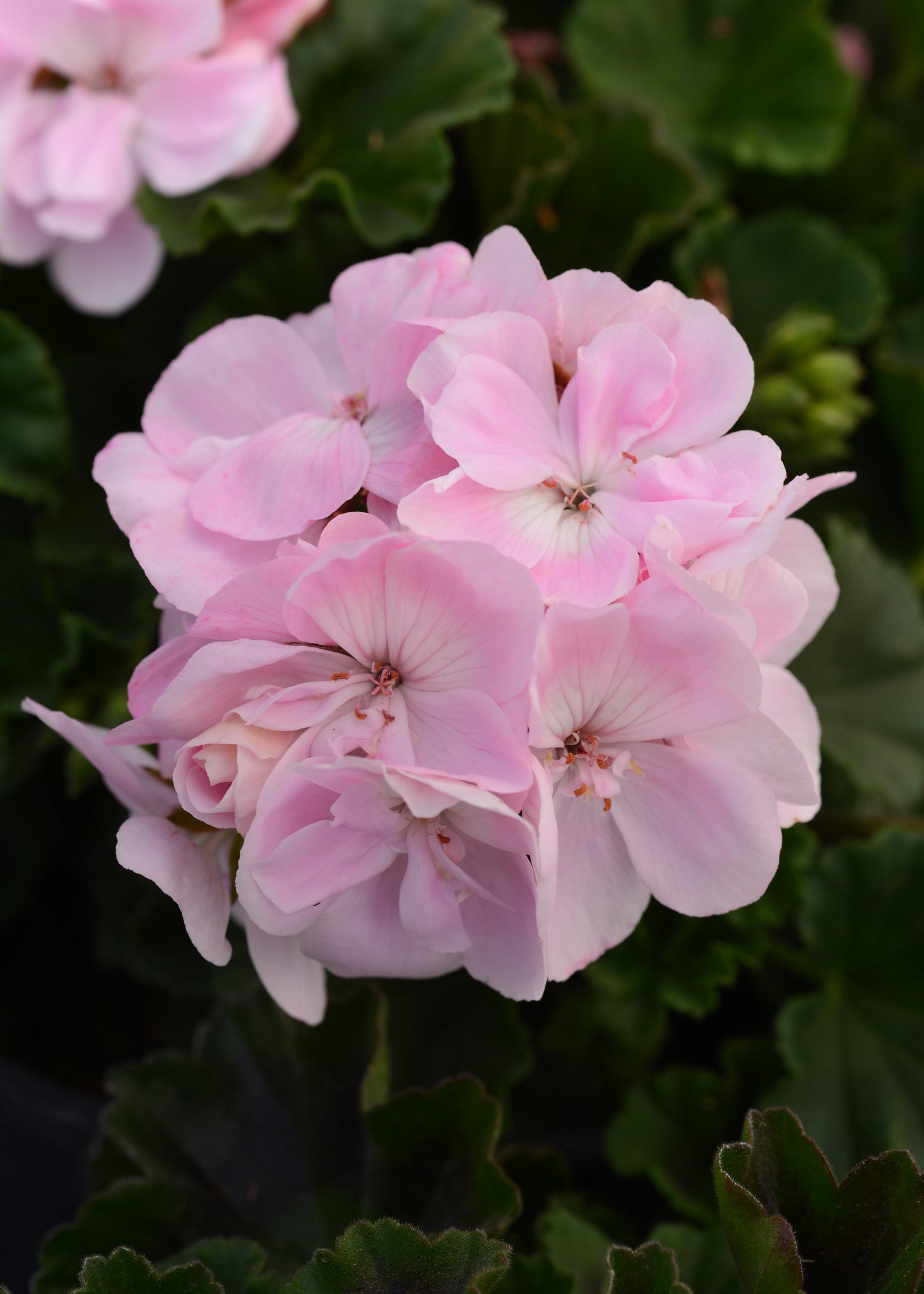 Geranium Fantasia Appleblossom (8" round pot)