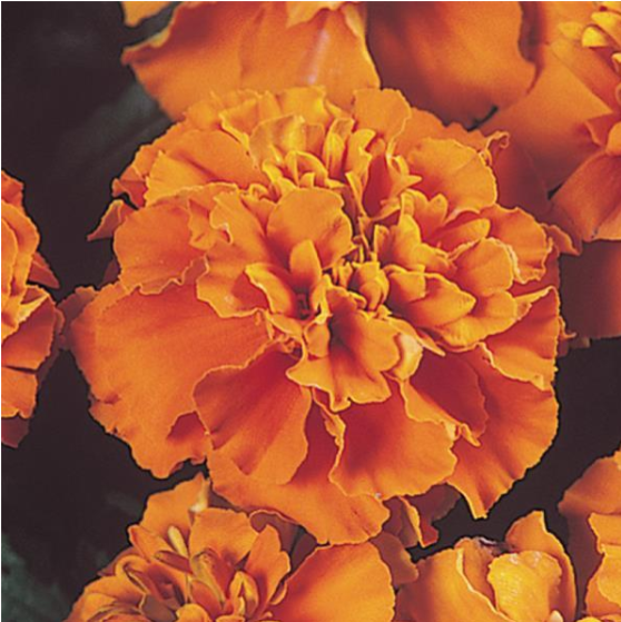 French Marigold Janie Deep Orange (3-pack)